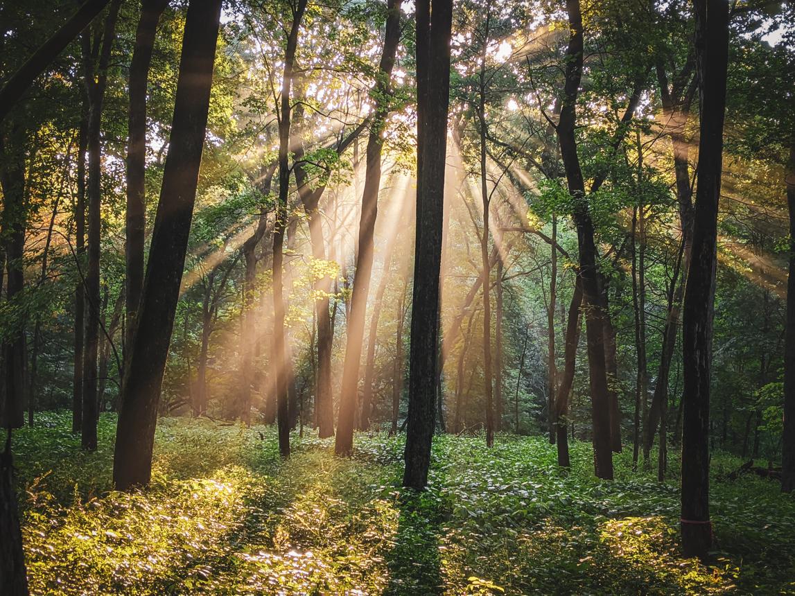 A group of trees growing together in a forest
